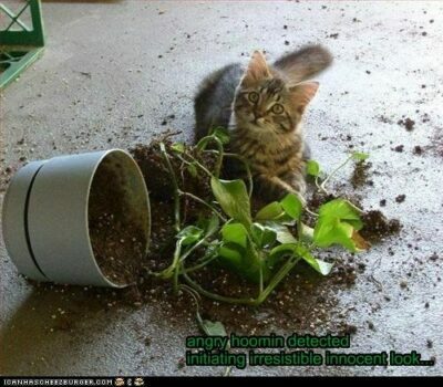 cat by knocked-over plant
