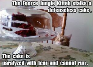 Cat staring at cake