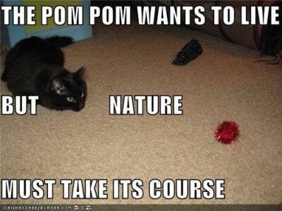 Cat about to attack pom pom