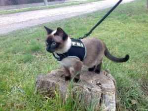 Siamese cat on a leash