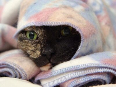 Cat hiding under blanket