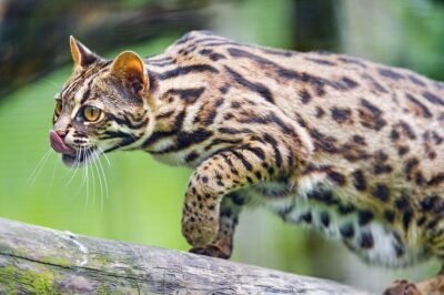 Asian leopard cat seeking prey