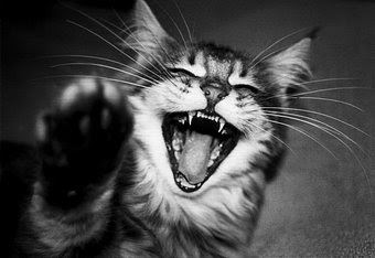 Tiger cat laughing