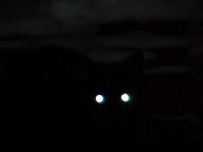 Black cat at night
