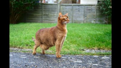 Orange cat standing outside