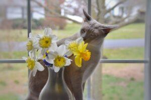 Grey cat sniffingflowers