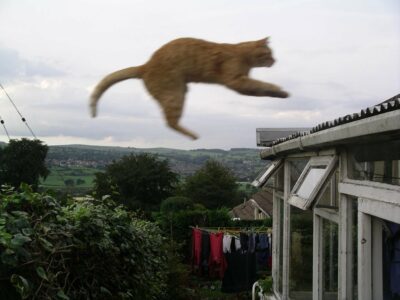 Orange cat making long jump