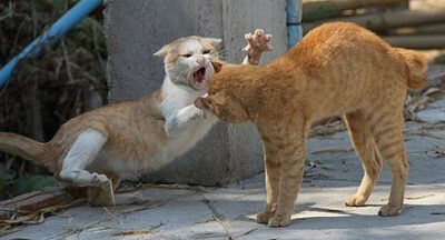 Two orange cats fighting.