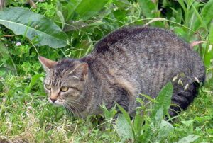 Grey striped cat outdoors in vegetation
