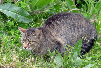 Grey striped cat outdoors in vegetation