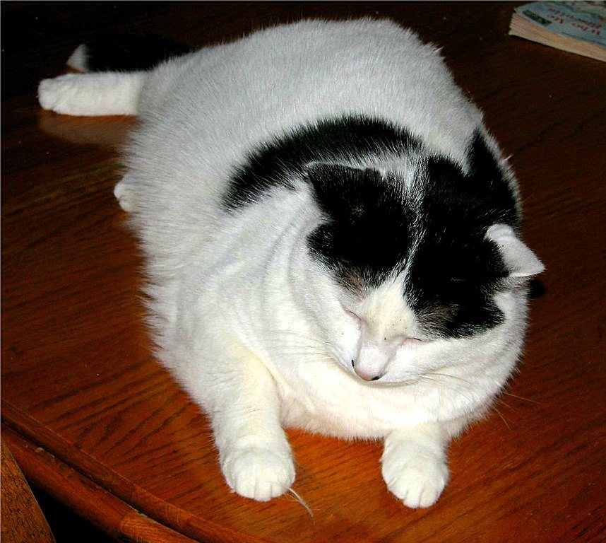 white cat; black markings on head & shoulder