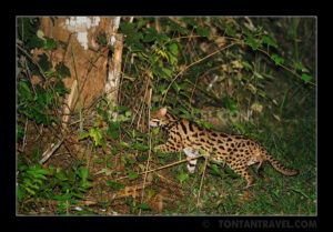 Asian leopard cat in woods