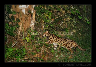 Asian leopard cat in woods