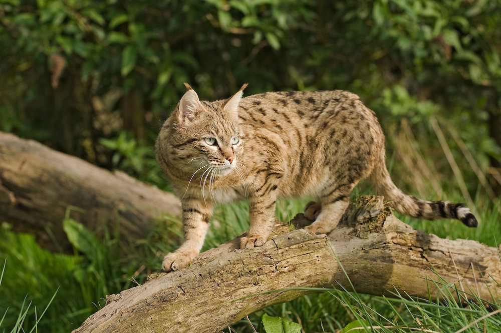 spotted Asian wildcat