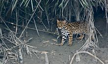 Asian leopard walking in woods