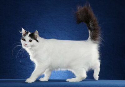 White cat with black tail, erect