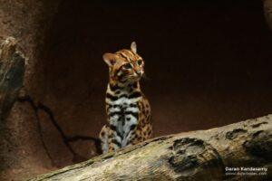 Asian leopard cat next to log