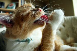 orange cat grooming itself