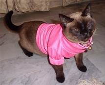 Siamese cat in clothes