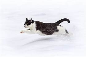 Black and white cat running full tilt