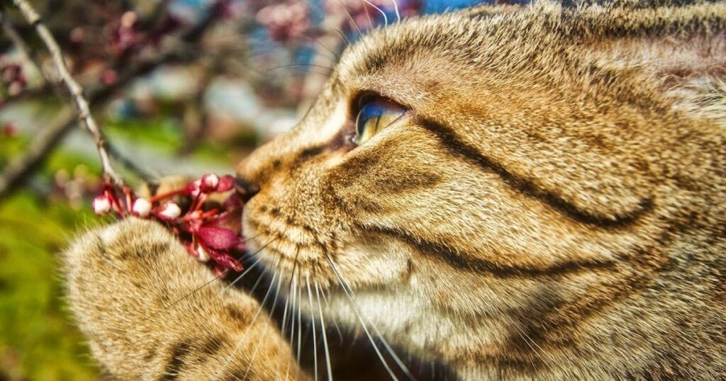 Orange cat smelling blossom