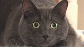 Grey cat, dilated pupils
