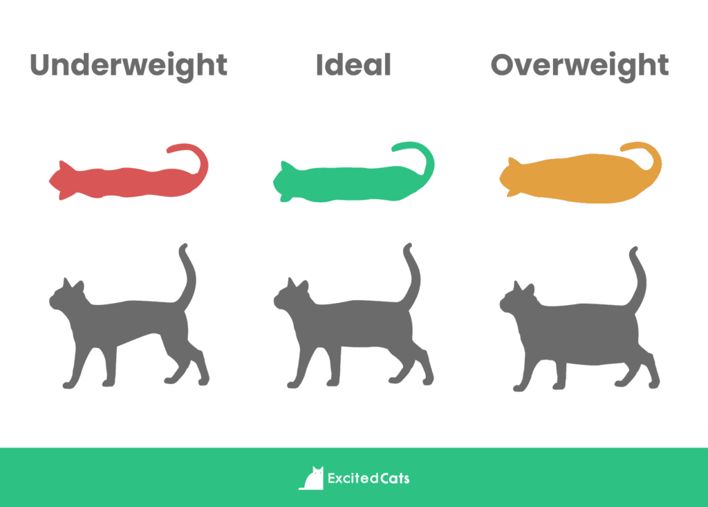 chart: Underweight, Ideal, Overweight cat shapes