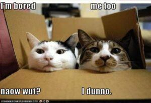 2 cats in a cardboard box, bored