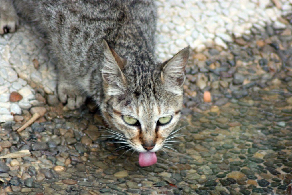 Cat drinking from stream
