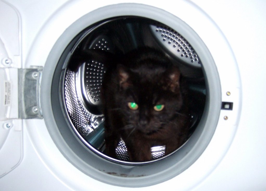 Black cat in a washing machine