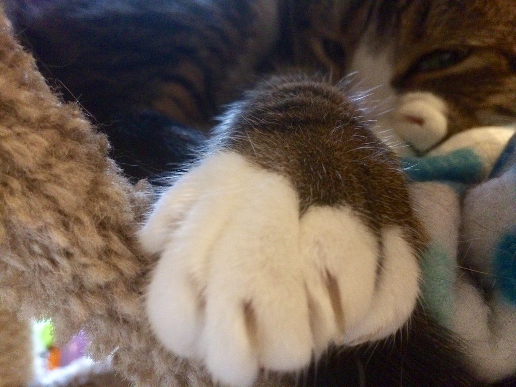 A grey & white polydactyl foot