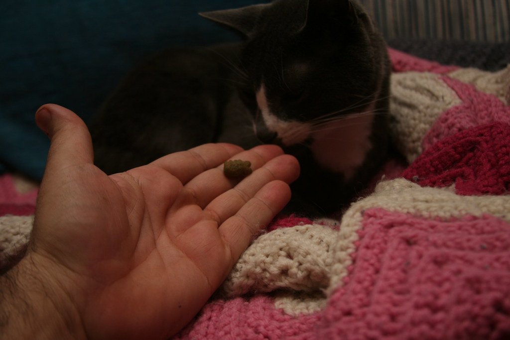 Cat receiving treat on hand