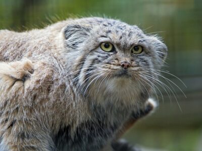 Grumpy-looking Pallas cat