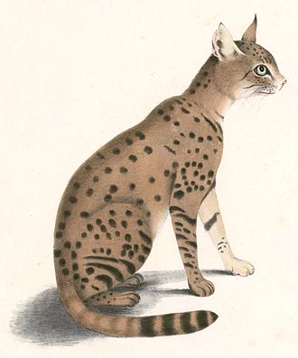Asiatic wildcat, sitting (from a drawing)