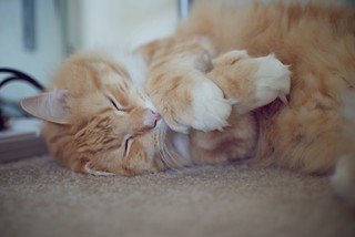 Orange cat with extra toes
