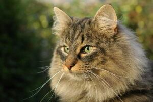 Silver-grey long-haired tabby cat