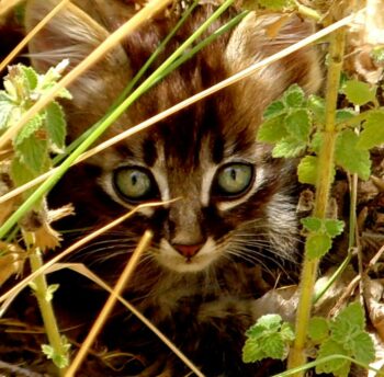 Tabby kitten peering through plants