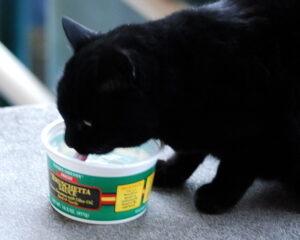 Black cat drinking from plastic container