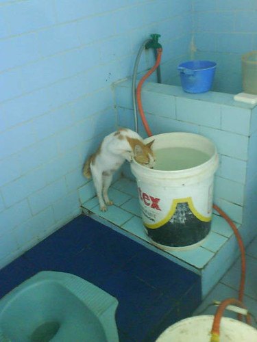 Orange & white ct drinking from 5-gallon bucket