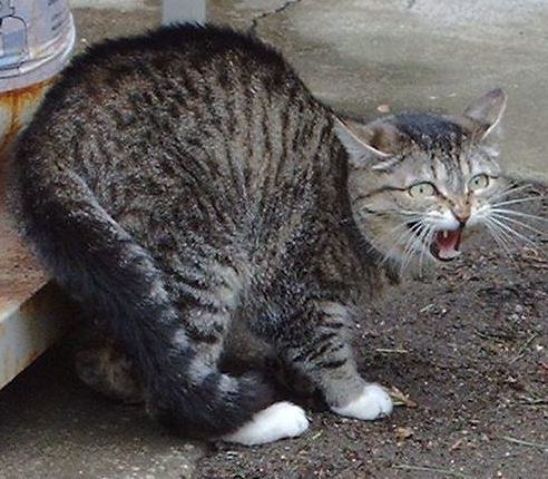 Hunched up, hissing grey striped cat