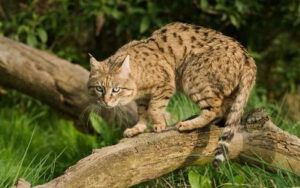 red-grey cat with spots and stripes
