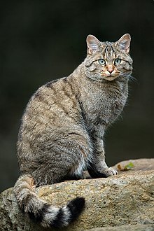 grey cat, ringed tail