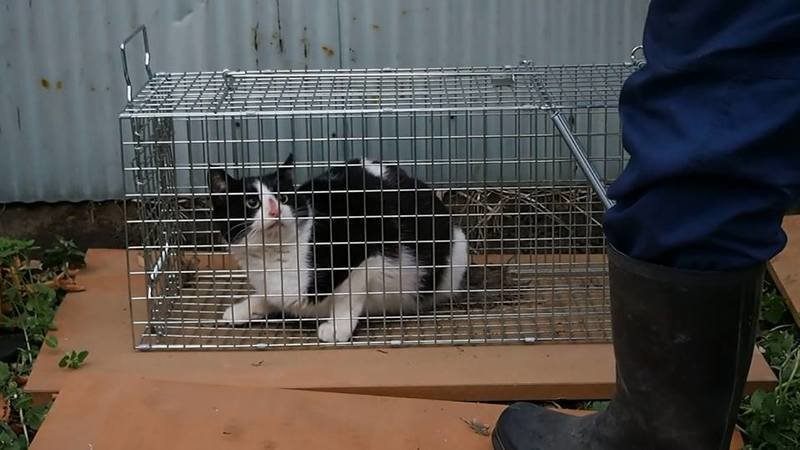 Tuxedo cat in cage