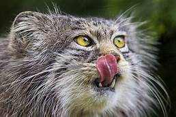 Pallas Cat