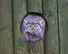 Pallas cat looking through hole in fence