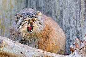 Mad Pallas cat, summer coat (yellow-red)