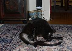Black cat with alopecia