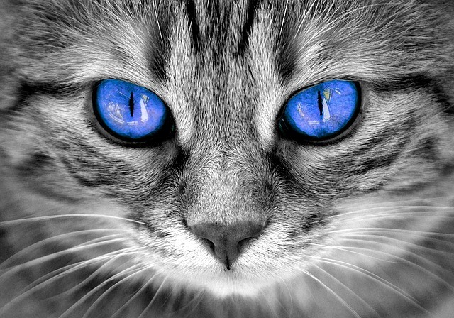 Cat head, bright blue eyes