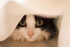 Black & white cat hiding under blanket