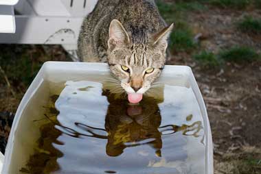 Cat drinking from large container outside